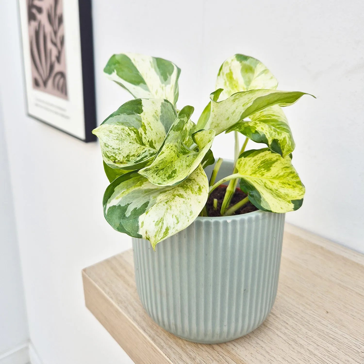 15 - 25cm Epipremnum Manjula Pothos 12cm Pot House Plant