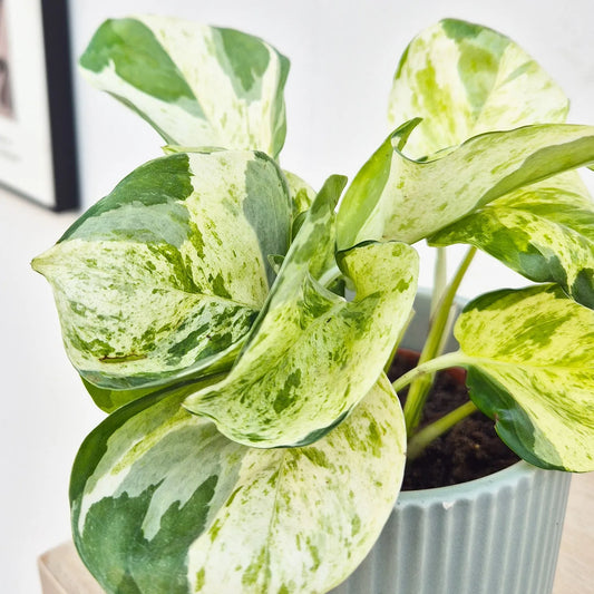 15 - 25cm Epipremnum Manjula Pothos 12cm Pot House Plant