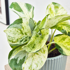 15 - 25cm Epipremnum Manjula Pothos 12cm Pot House Plant