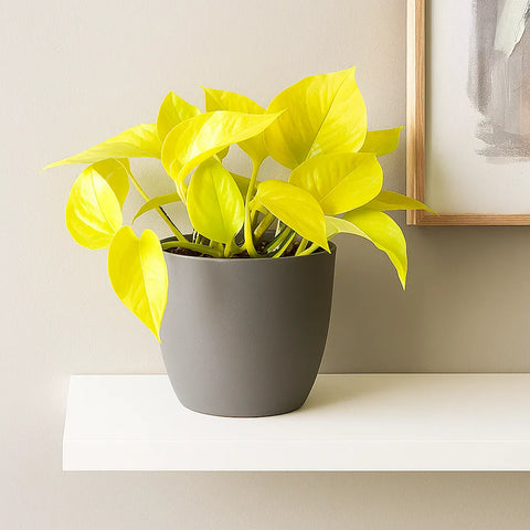 neon house plant 15