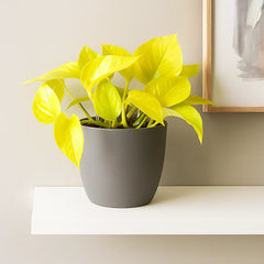 15 - 25cm Epipremnum Neon Pothos 12cm Pot House Plant