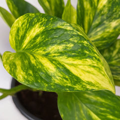 15 - 25cm Epipremnum Njoy Gold in Hanging 14cm Pot