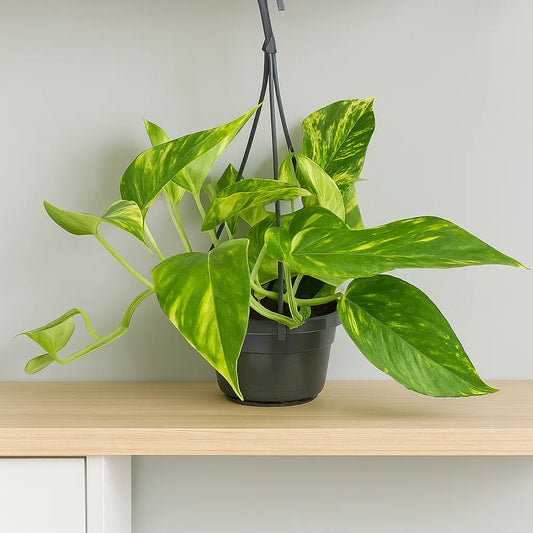 15 - 25cm Epipremnum Njoy Gold in Hanging 14cm Pot
