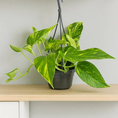 15 - 25cm Epipremnum Njoy Gold in Hanging 14cm Pot