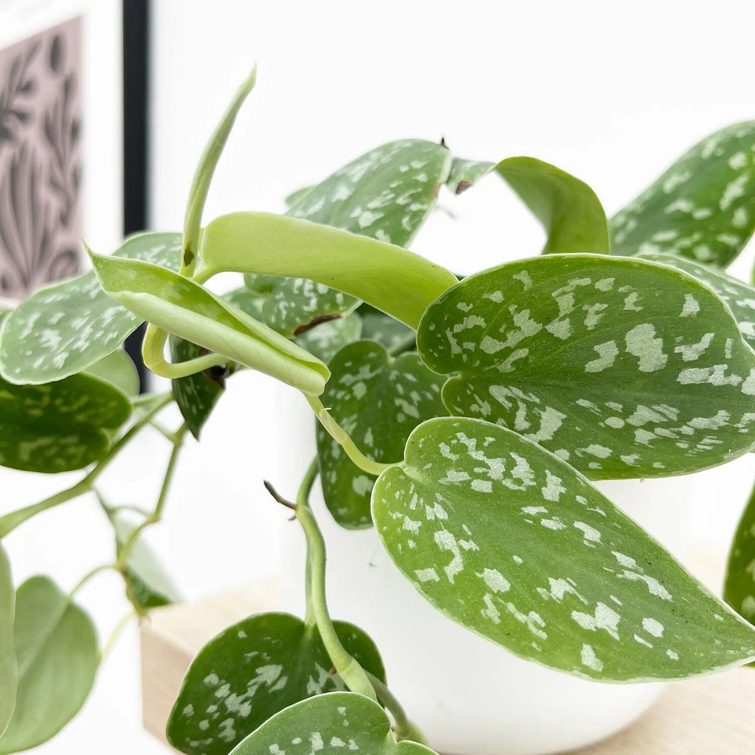 epipremnum pictus argyraeus satin pothos 15