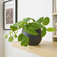 15 - 25cm Epipremnum Pictus Argyraeus Silver Pothos 12cm Pot House Plant