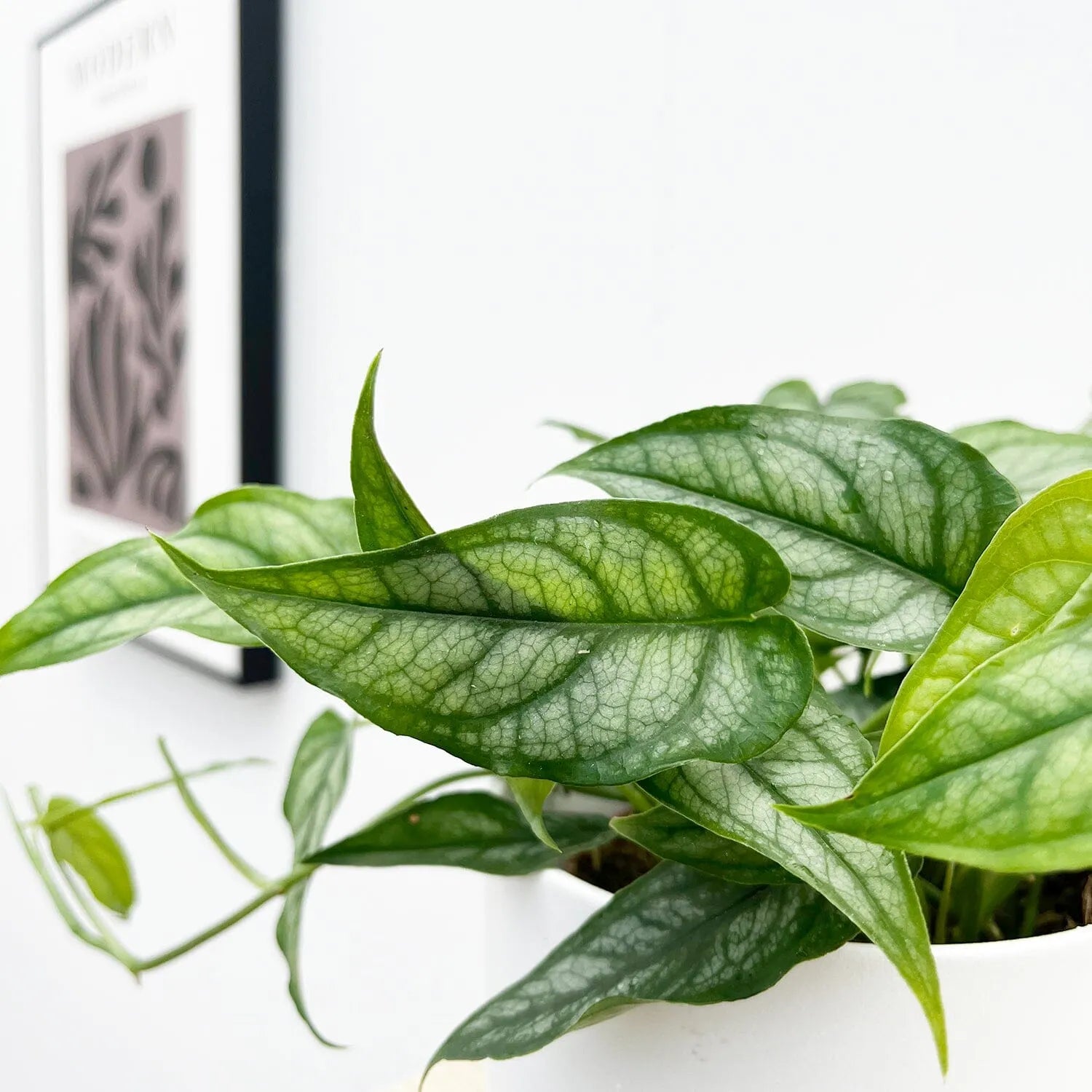 15 - 25cm Monstera Siltepecana 12cm Pot House Plant