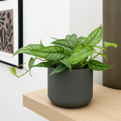 15 - 25cm Monstera Siltepecana 12cm Pot House Plant