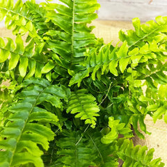 15 - 25cm Nephrolepis Boston Fern 12cm Pot House Plant