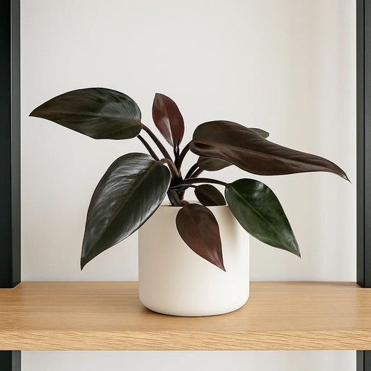 15 - 25cm Non/ Lightly Variegated Philodendron Pink Princess House Plant in 12cm Pot