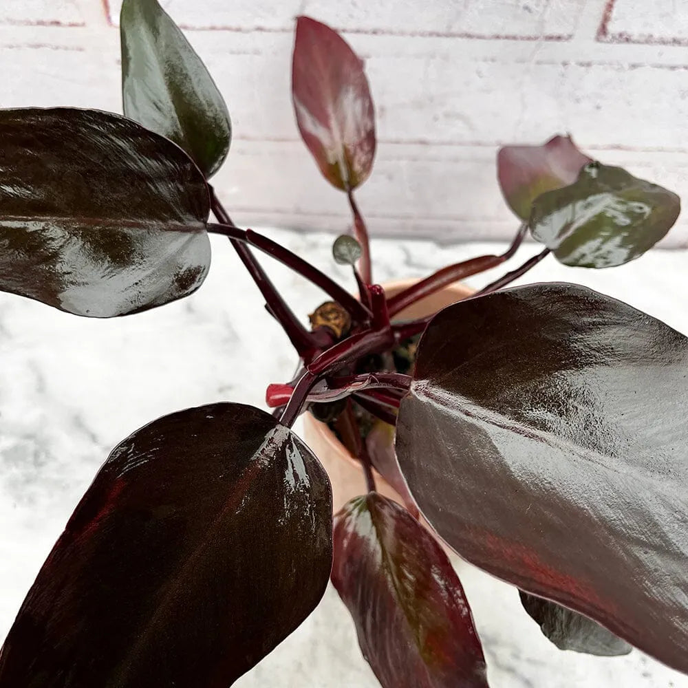 15 - 25cm Non/ Lightly Variegated Philodendron Pink Princess House Plant in 12cm Pot