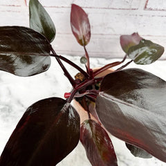15 - 25cm Non/ Lightly Variegated Philodendron Pink Princess House Plant in 12cm Pot