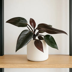 15 - 25cm Non/ Lightly Variegated Philodendron Pink Princess House Plant in 12cm Pot