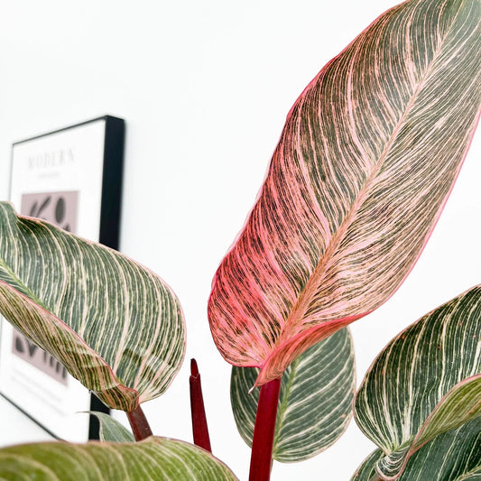 15 - 25cm Philodendron Birkin Dark Form 9cm Pot House Plant