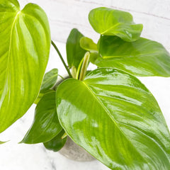 15 - 25cm Philodendron Grandipes 12cm Pot House Plant
