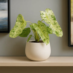 15 - 25cm Philodendron Paraiso Verde Variegated House Plant 12cm Pot