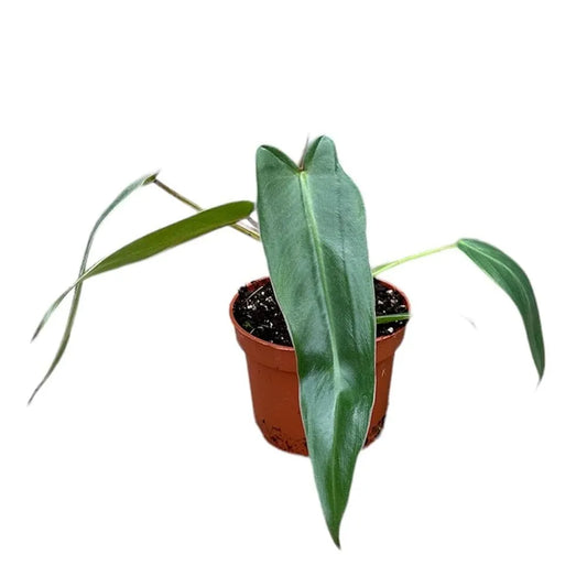 15 - 25cm Philodendron Spiritus Sancti House Plant 10,5 cm Pot