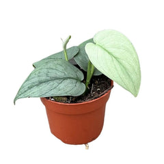 15 - 25cm Scindapsus Silver Hero Pothos 10cm Pot House Plant