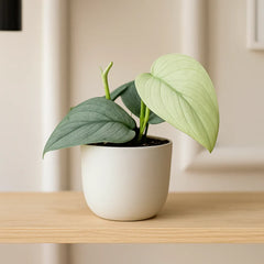 15 - 25cm Scindapsus Silver Hero Pothos 10cm Pot House Plant