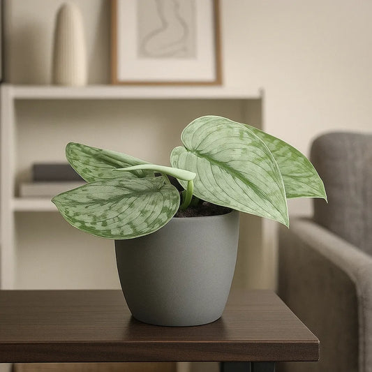 15 - 25cm Scindapsus Silver Splash Pothos 10cm Pot House Plant