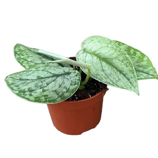 15 - 25cm Scindapsus Silver Splash Pothos 10cm Pot House Plant