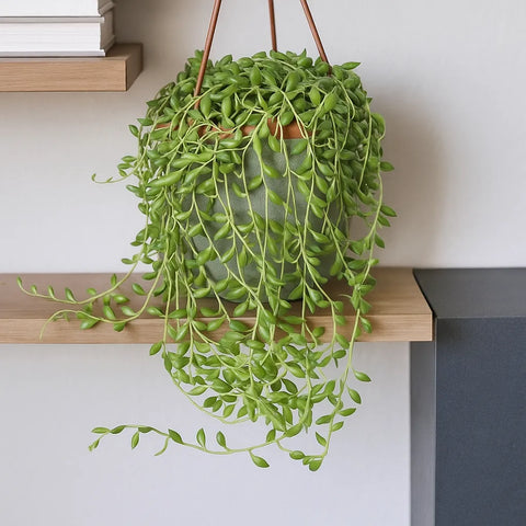 senecio hanging plant 15