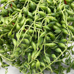 15 - 25cm Senecio Herreianus 12cm Hanging Pot House Plant