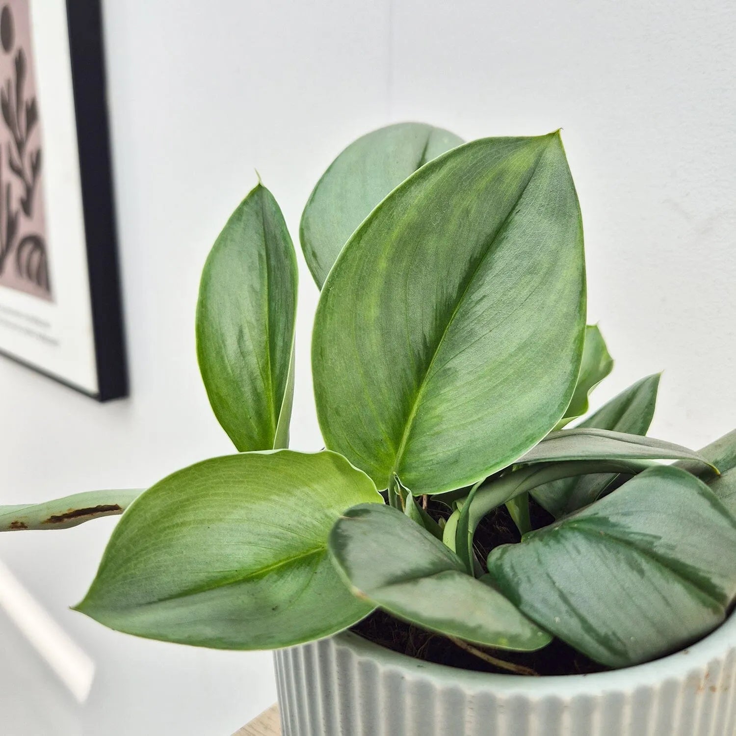 15 - 25cm Treubii Moonlight Pothos Scindapsus 12cm Pot House Plant