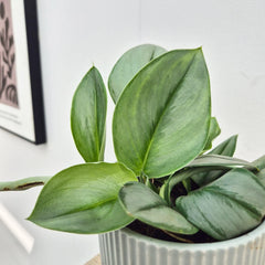 15 - 25cm Treubii Moonlight Pothos Scindapsus 12cm Pot House Plant