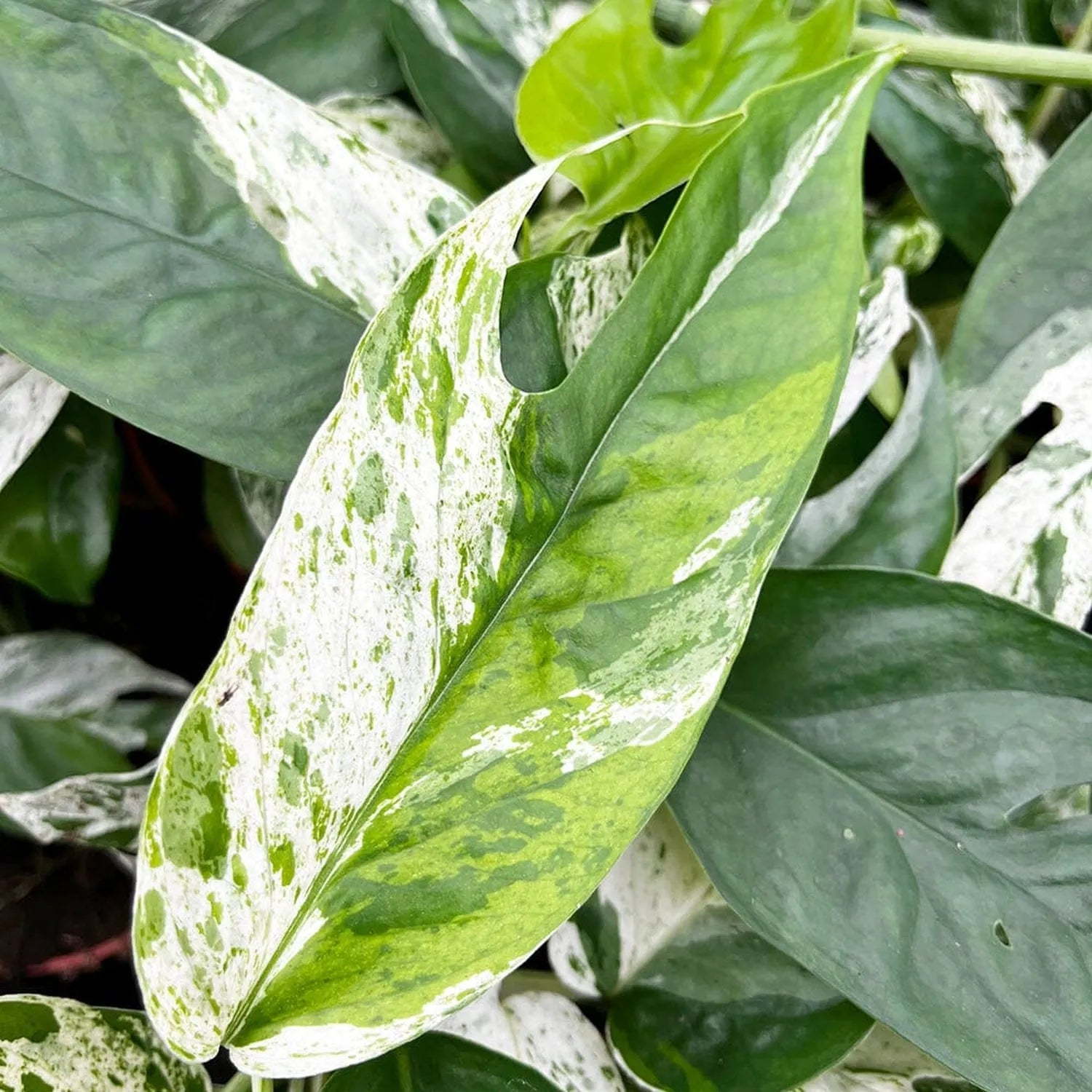 15 - 25cm Variegated Pinnatum Marble 12cm Pot House Plant