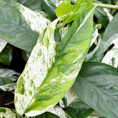 15 - 25cm Variegated Pinnatum Marble 12cm Pot House Plant