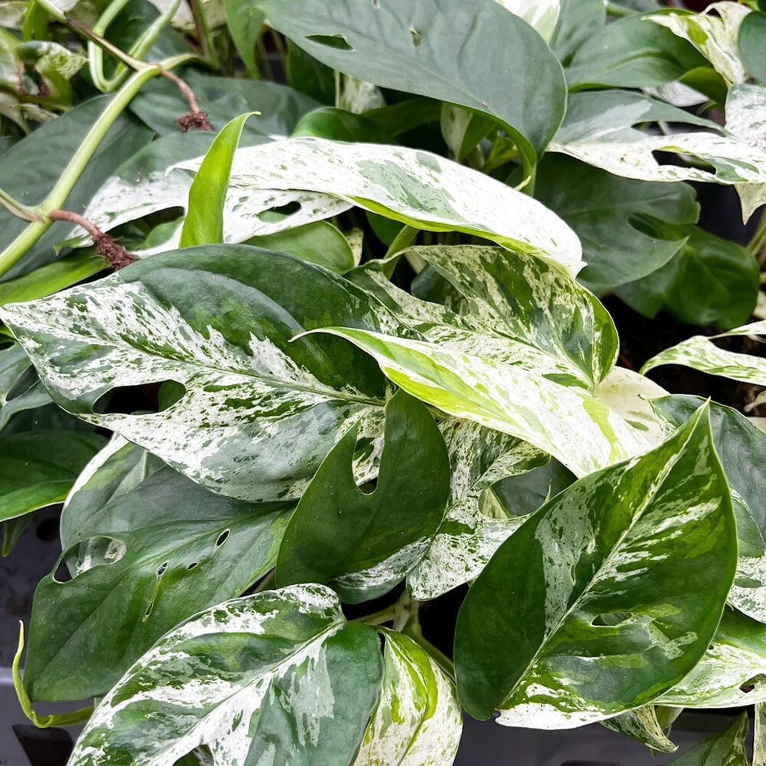 15 - 25cm Variegated Pinnatum Marble 12cm Pot House Plant