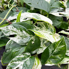 15 - 25cm Variegated Pinnatum Marble 12cm Pot House Plant