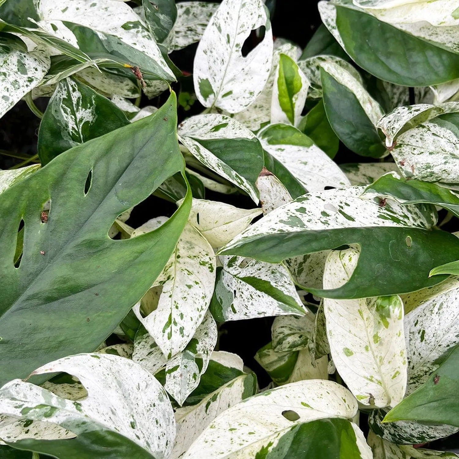 15 - 25cm Variegated Pinnatum Marble 12cm Pot House Plant