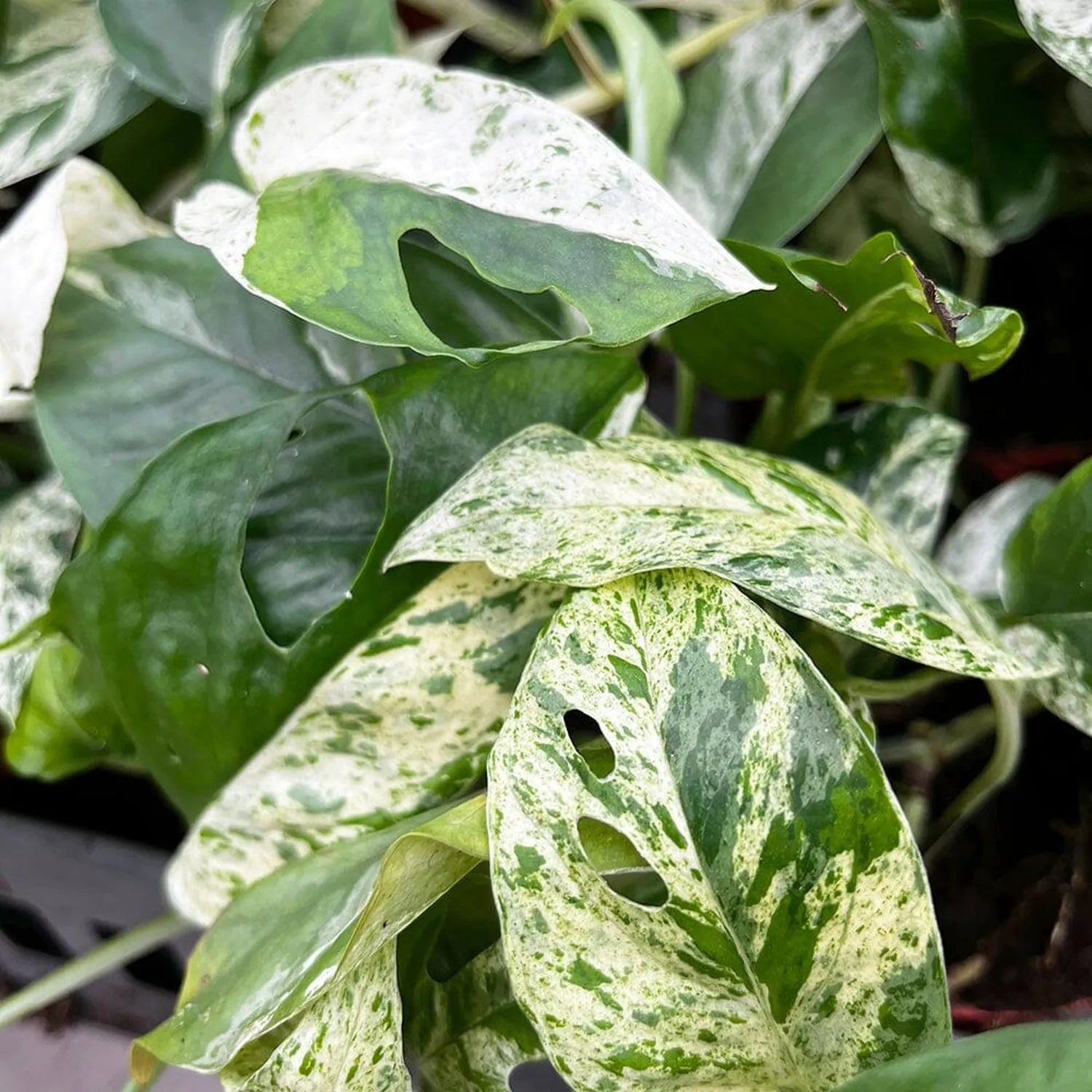 15 - 25cm Variegated Pinnatum Marble 12cm Pot House Plant