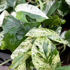 15 - 25cm Variegated Pinnatum Marble 12cm Pot House Plant