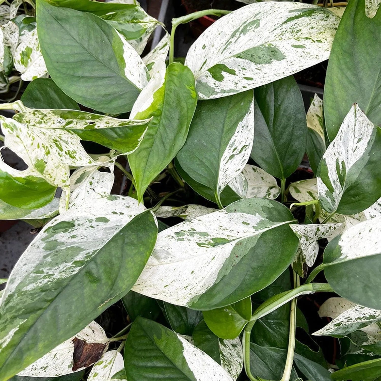 15 - 25cm Variegated Pinnatum Marble 12cm Pot House Plant