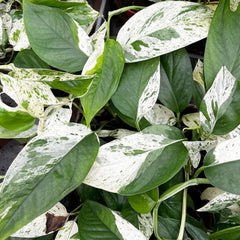 15 - 25cm Variegated Pinnatum Marble 12cm Pot House Plant