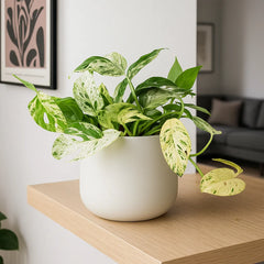 15 - 25cm Variegated Pinnatum Marble 12cm Pot House Plant