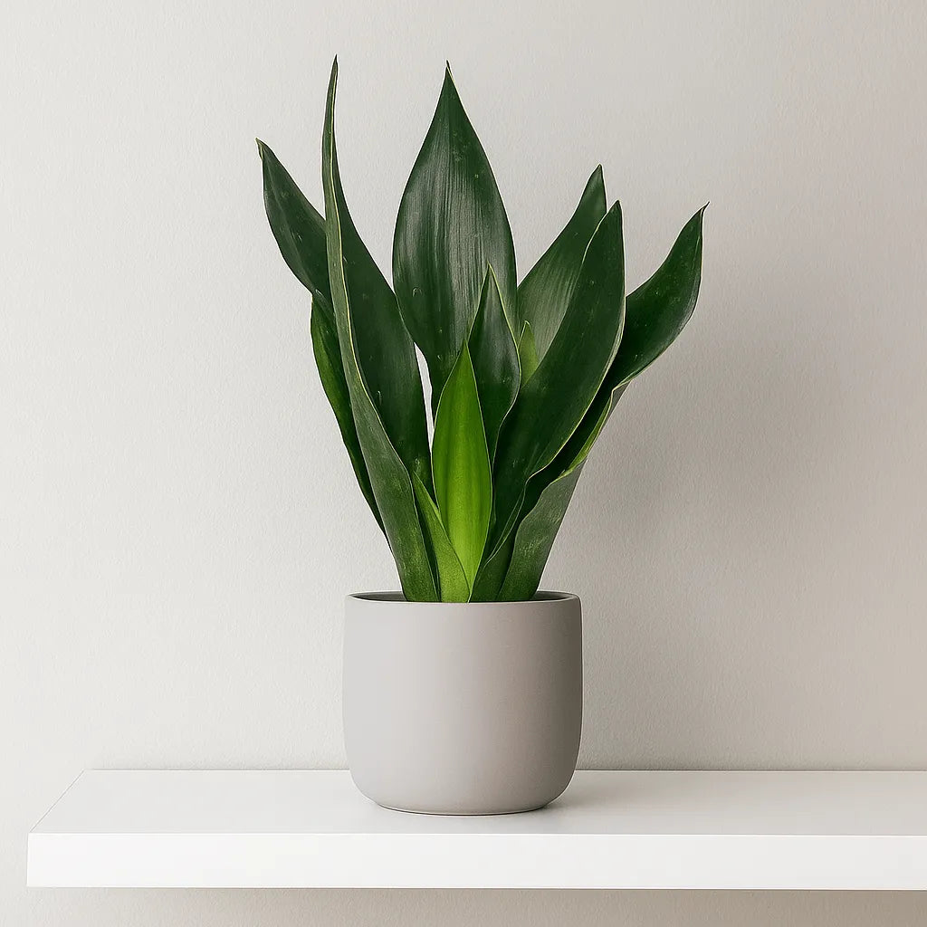 15 - 30cm Sansevieria Black Diamond House Plant in 12cm Pot