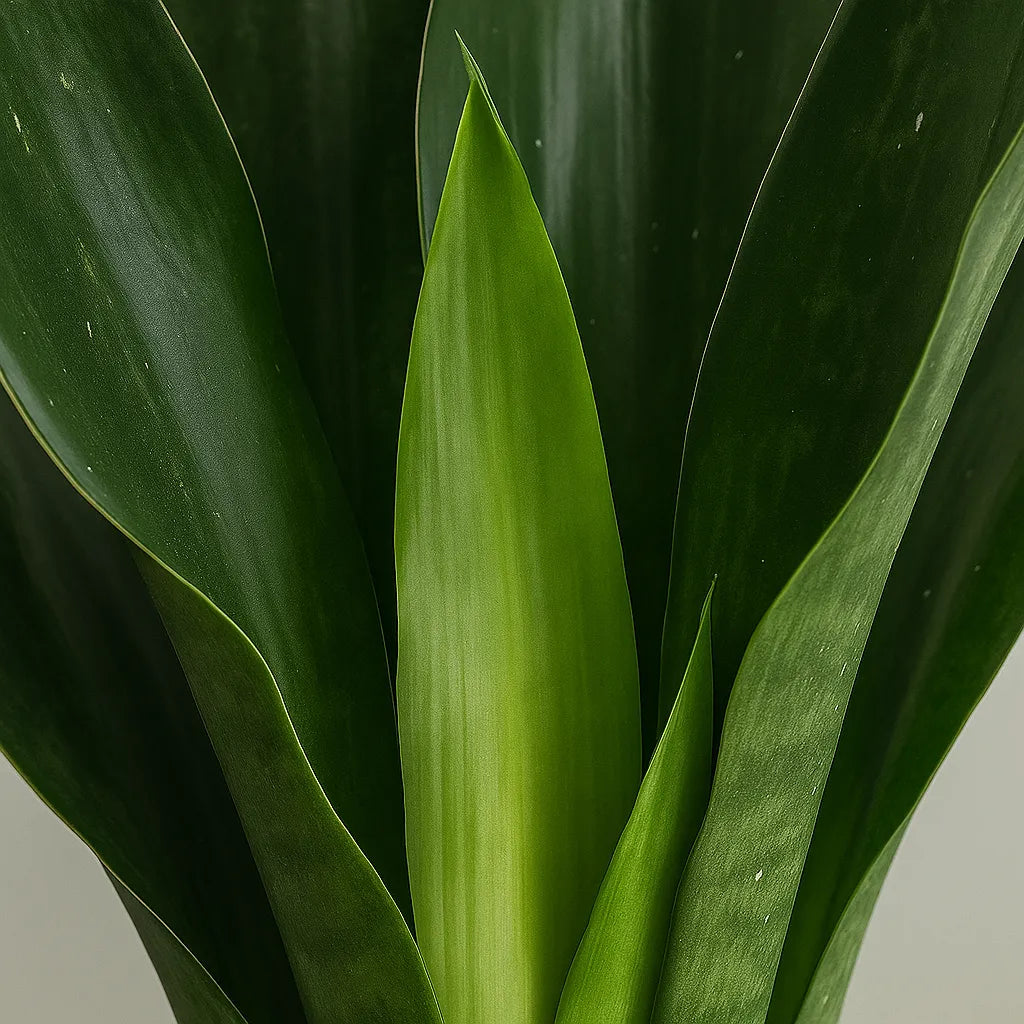 15 - 30cm Sansevieria Black Diamond House Plant in 12cm Pot