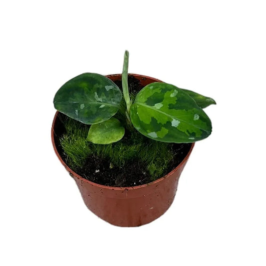 15 cm Aglaonema Tricolor House Plant 10,5 cm Pot