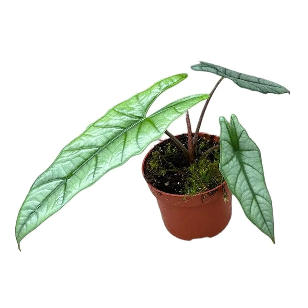 15 cm Alocasia Heterophylla Corazon House Plant 10,5 cm Pot
