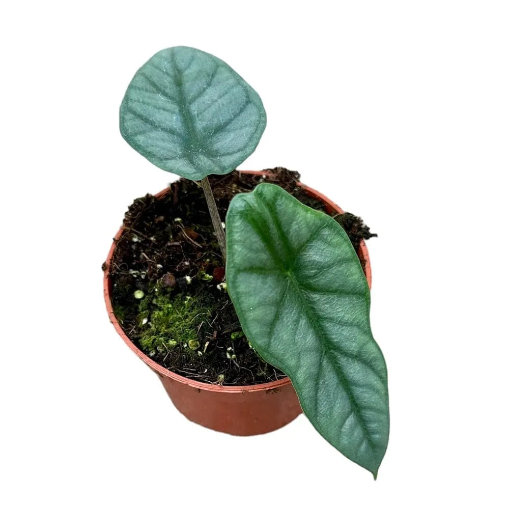 15 cm Alocasia Heterophylla Corazon House Plant 10,5 cm Pot