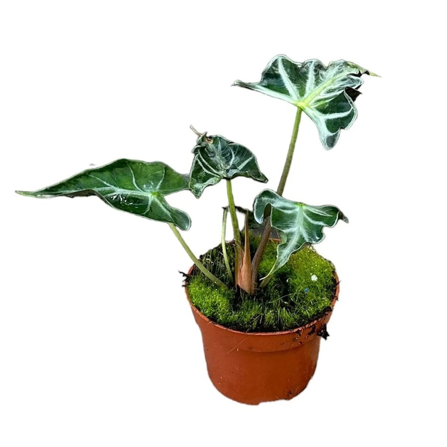 15 cm Alocasia Loco House Plant 10,5 cm Pot