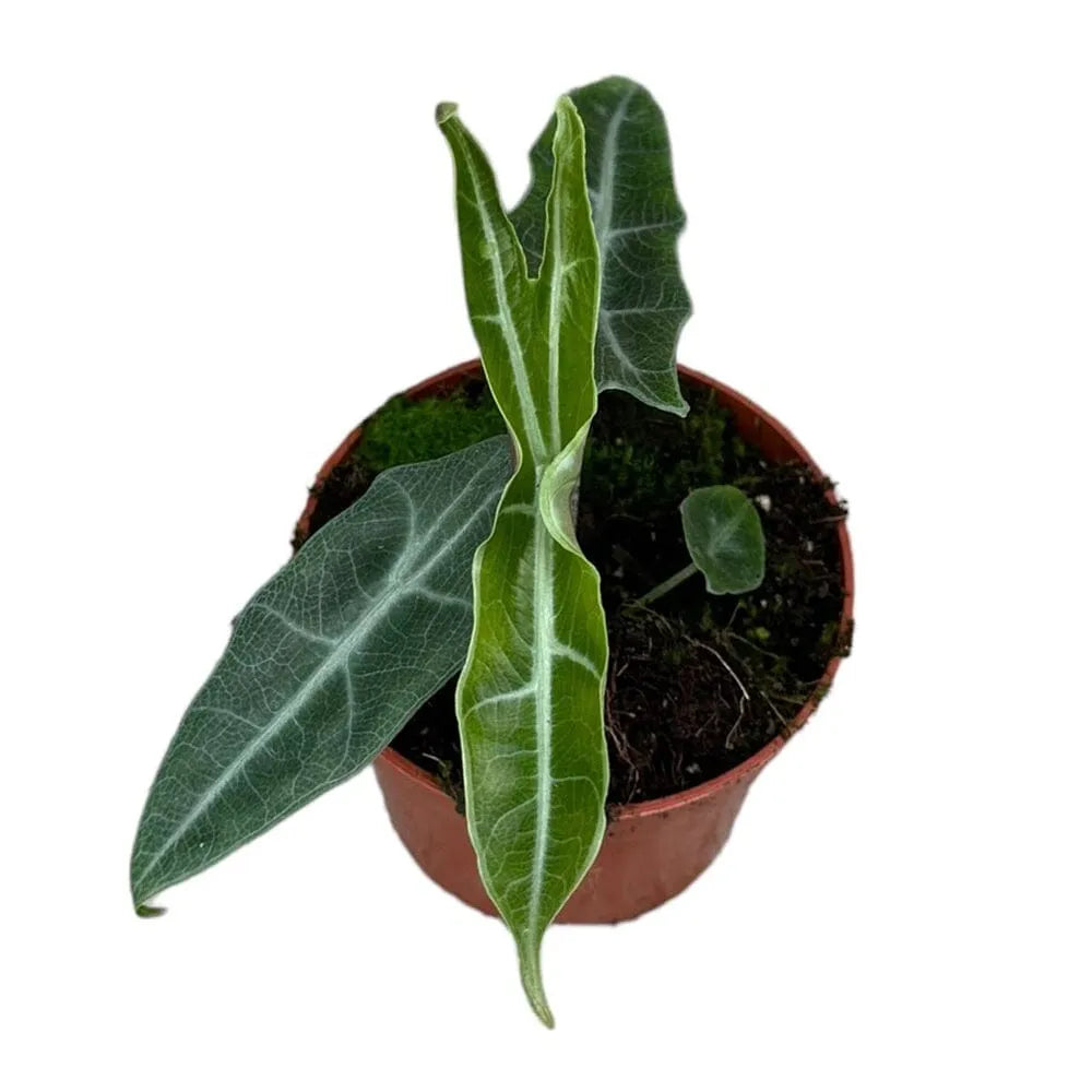 15 cm Alocasia Longiloba Narrow Sp Borneo House Plant 10,5 cm Pot