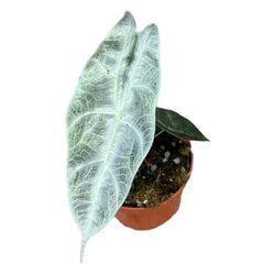 15 cm Alocasia Longiloba Silver House Plant 10,5 cm Pot