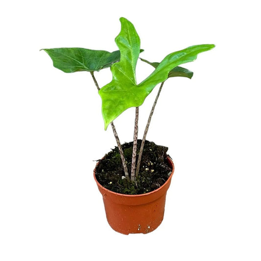 15 cm Alocasia Nycteris Batwing House Plant 10,5 cm Pot
