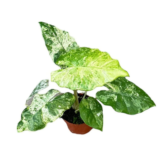 15 cm Alocasia Odora Variegata Batik House Plant 10,5 cm Pot