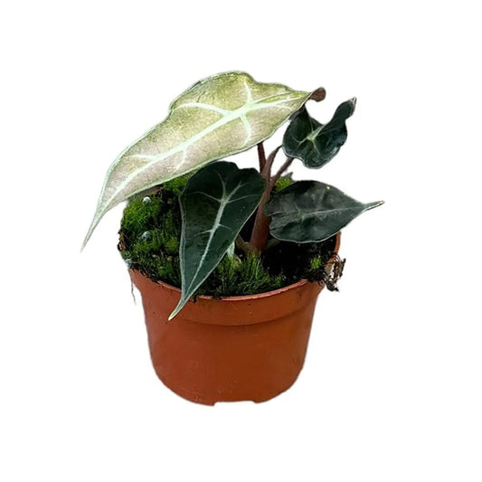 15 cm Alocasia Polly Variegata House Plant 10,5 cm Pot